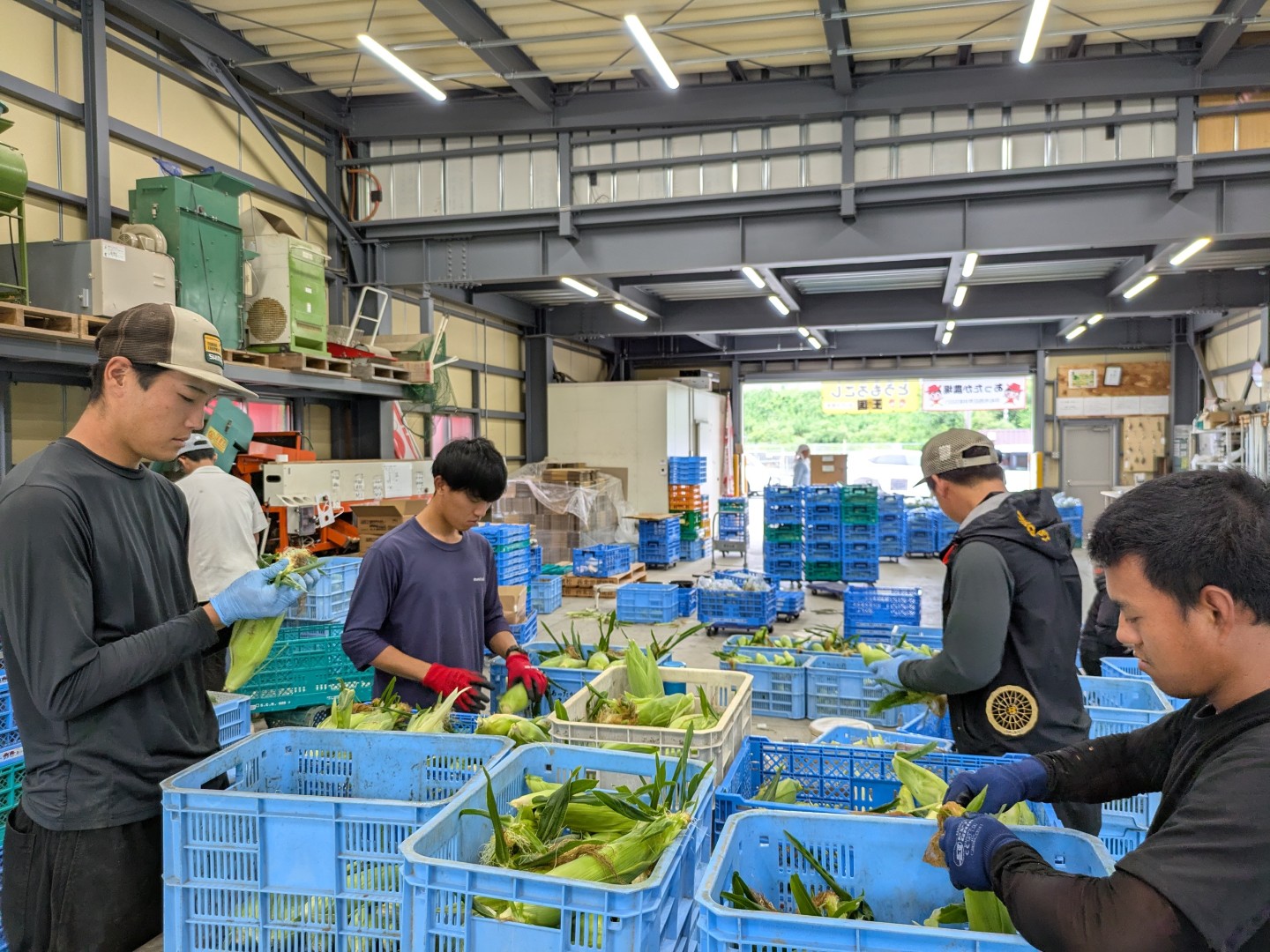 屋内での選別作業