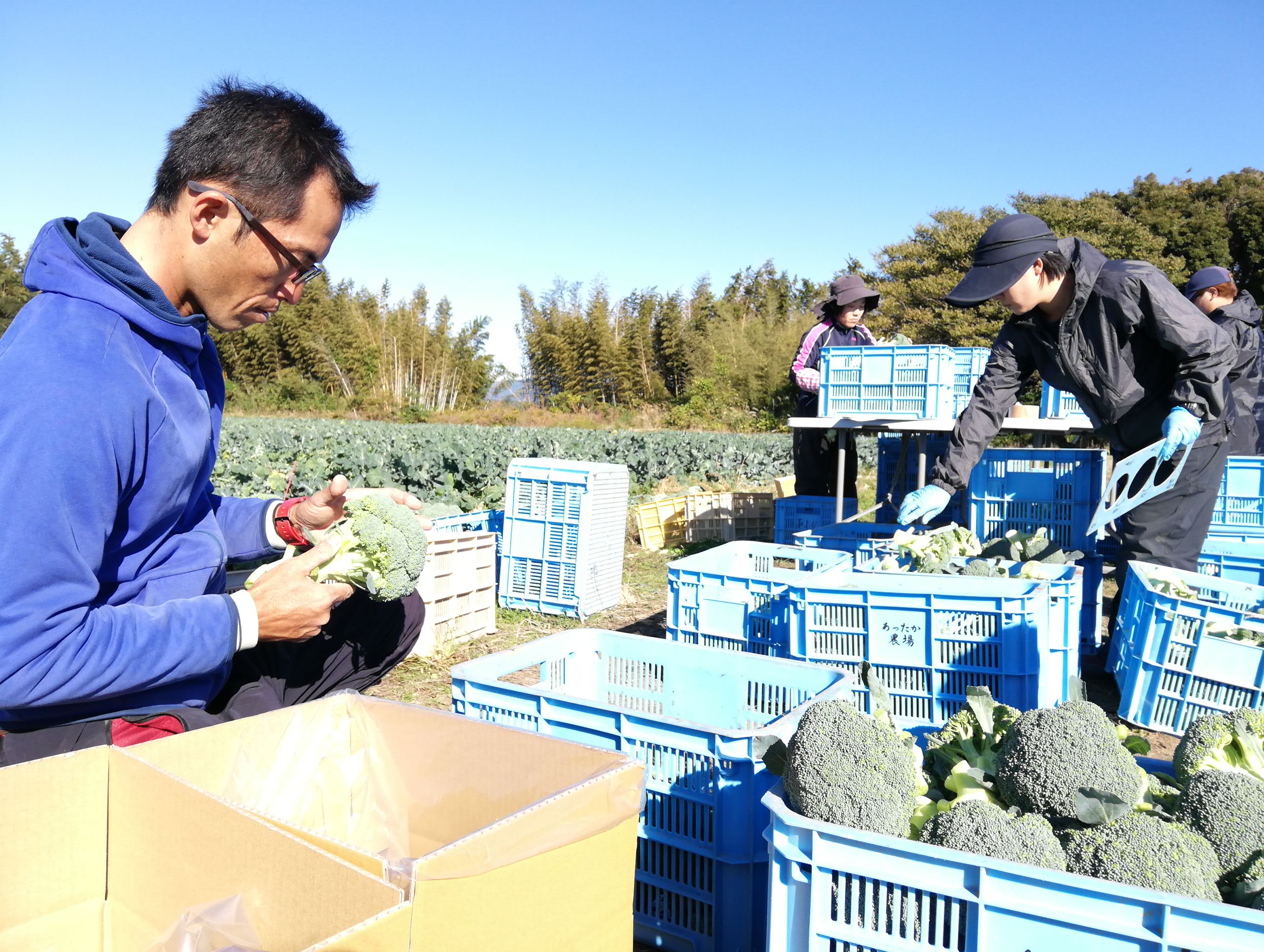 社長 ブロッコリー収穫