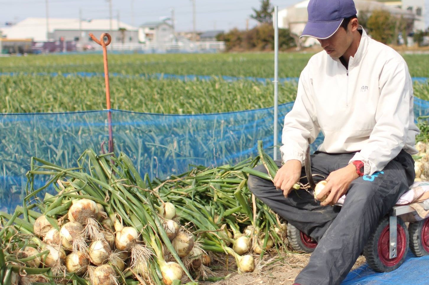 社長 たまねぎ収穫２