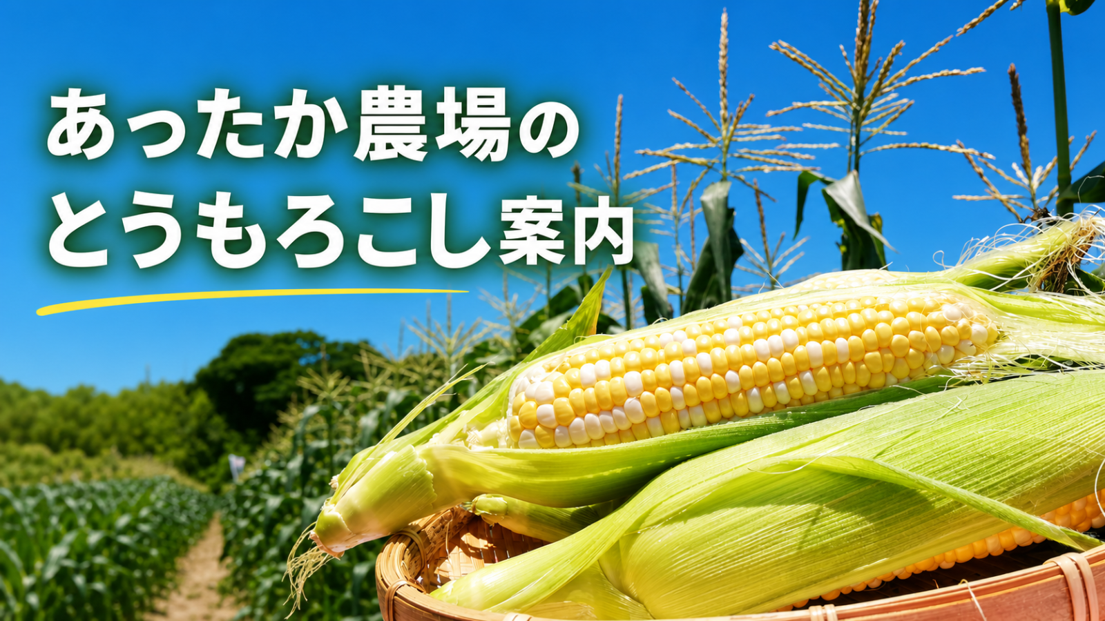 あったか農場のとうもろこし案内