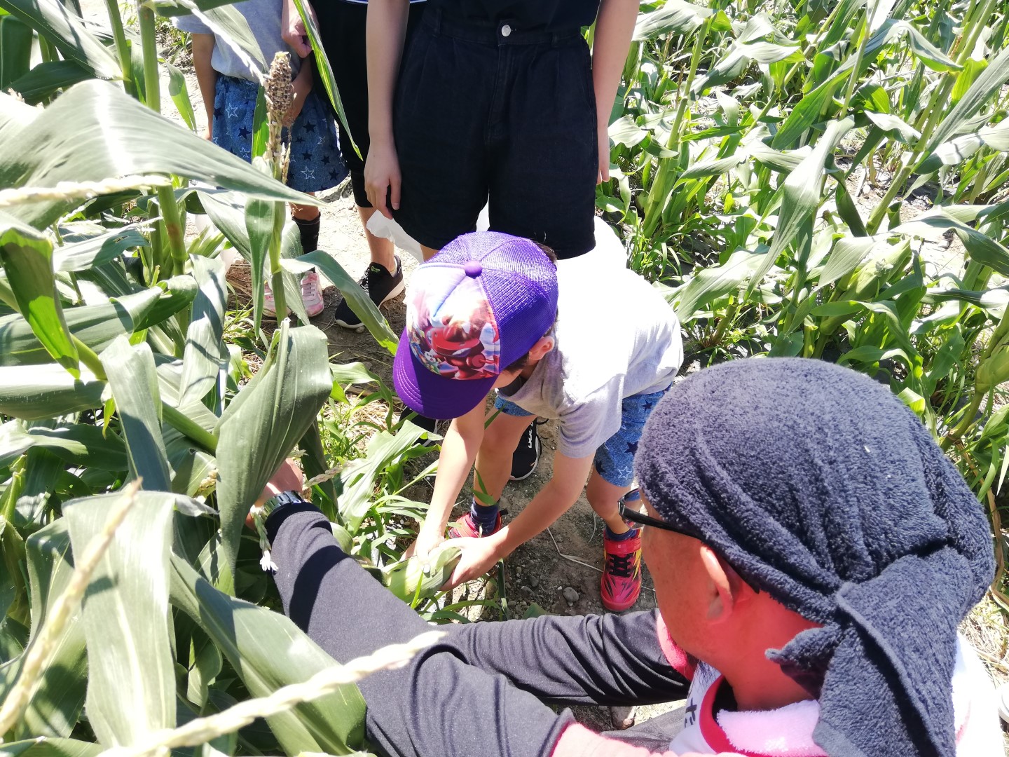 子どもが収穫している様子