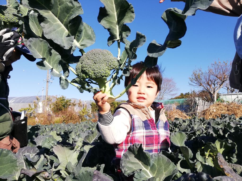 【終了しました】<BR>2023年12/2(土)<BR>『冬野菜の収穫祭』 in 雄踏