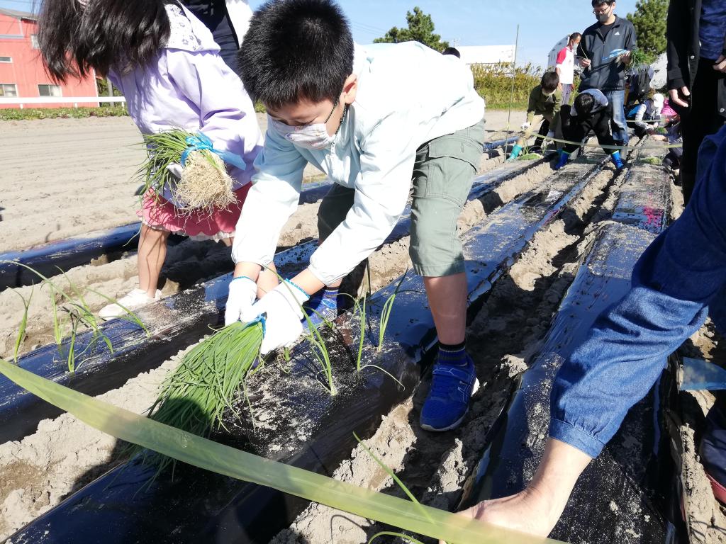 10/28(土)・11/4(土)「たまねぎ植え付け体験」を開催します！