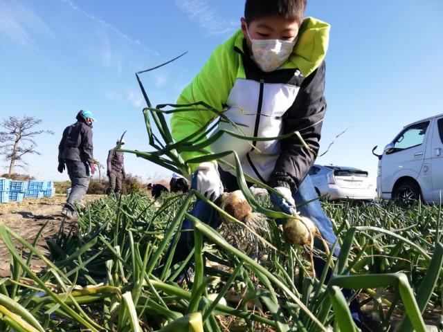 「セルフで♪たまねぎ狩り」開催します（2024年3月～5月 ）