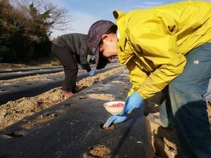 「とうもろこしの種まき」 開催します（2024年3/23(土) ）