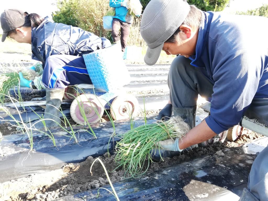 【未経験OK♪】あったか農場「たまねぎ」植え付け 短期アルバイト